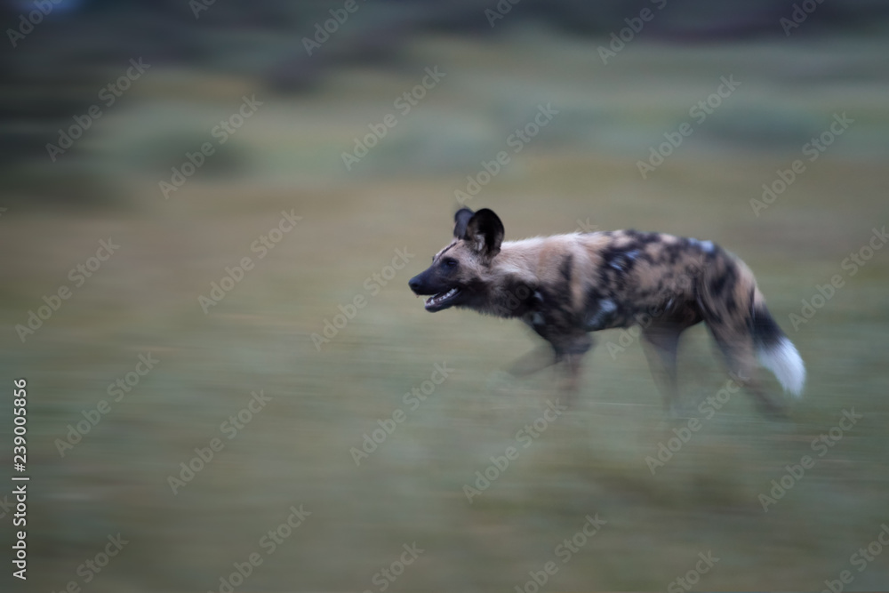 Motion blur technique, African Wild Dog, Lycaon pictus. Fixed African Wild Dog focused on prey. African wildlife photography in Moremi, Okavango delta, Botswana. Motion blur technique, African Wild Dog, Lycaon pictus. Fixed African Wild Dog focused on prey. African wildlife photography in Moremi, Okavango delta, Botswana.