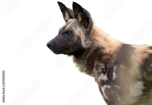 Foto Isolated on white background, side portrait of African Wild Dog, Lycaon pictus