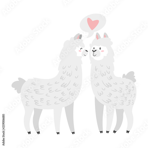 Cute lama. Alpaca animal