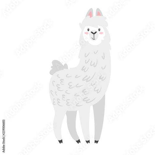 Cute lama. Alpaca animal