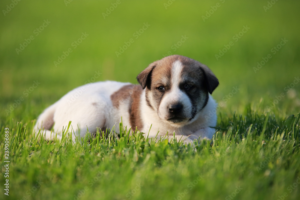 Adorable puppy lying on the green grass in the garden