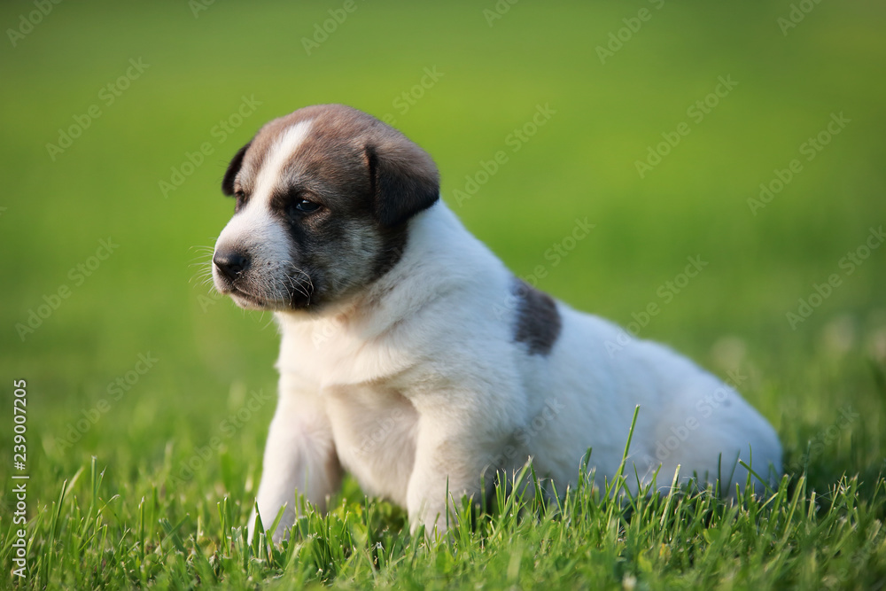 Adorable puppy lying on the green grass in the garden Adorable puppy lying on the green grass in the garden