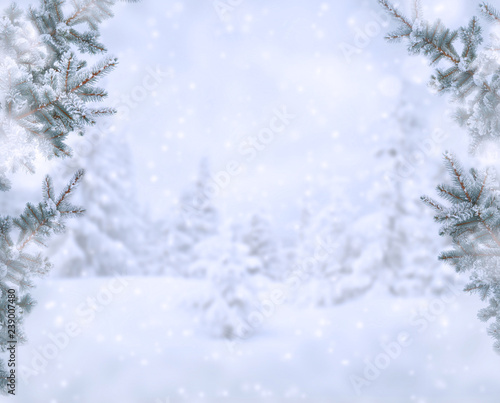 Twigs of christmas tree covered hoarfrost and in snow on a snowfall background in fir forest with space for text