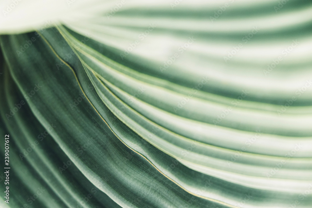 Green leaves background with copy space, close up texture of Welwitschia Mirabilis desert plant - obrazy, fototapety, plakaty 