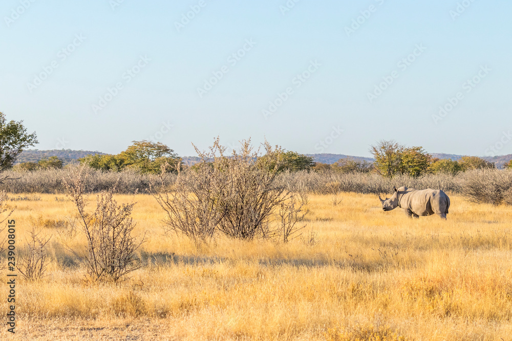 A white rhino ( Ceratotherium Simum) standing in a beautiful landscape, sunset, Ongava Private Game Reserve ( neighbour of Etosha), Namibia. A white rhino ( Ceratotherium Simum) standing in a beautiful landscape, sunset, Ongava Private Game Reserve ( neighbour of Etosha), Namibia.