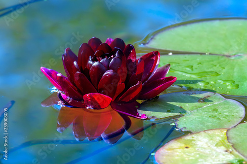 Fototapeta Naklejka Na Ścianę i Meble -  Claret Lotus, water plant with reflection in a pond