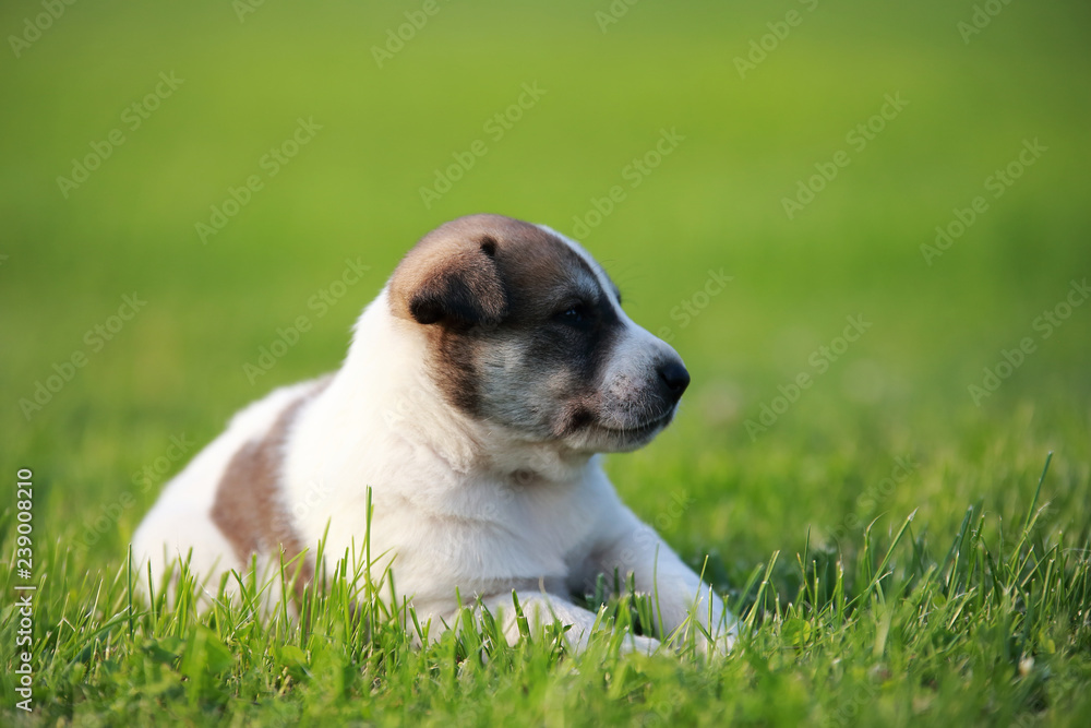 Adorable puppy lying on the green grass in the garden Adorable puppy lying on the green grass in the garden