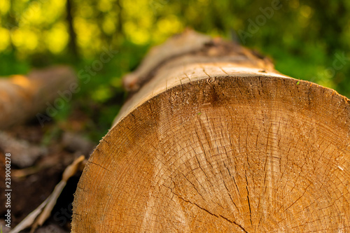 A long log, peeled from the bark, close-up against the background of the forest in a soft focus. The trunk of the sawn wood. Deforestation.