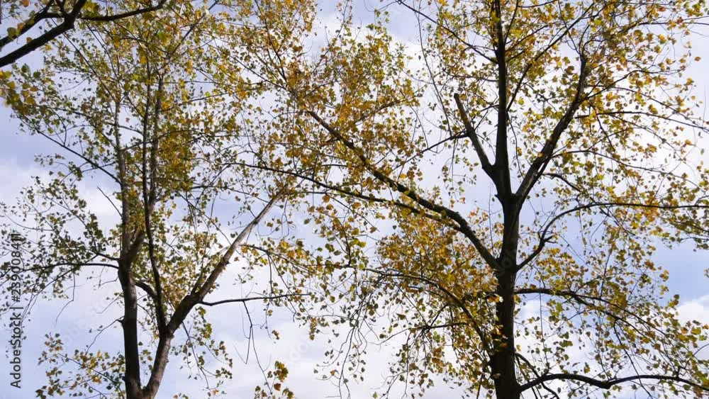 Autumn yellow and red leaves on trees Autumn yellow and red leaves on trees