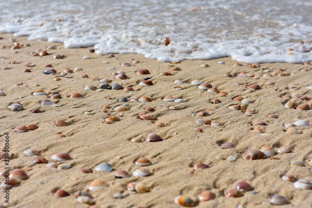 seashells on the sand by the sea