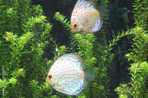 tropical fish in aquarium