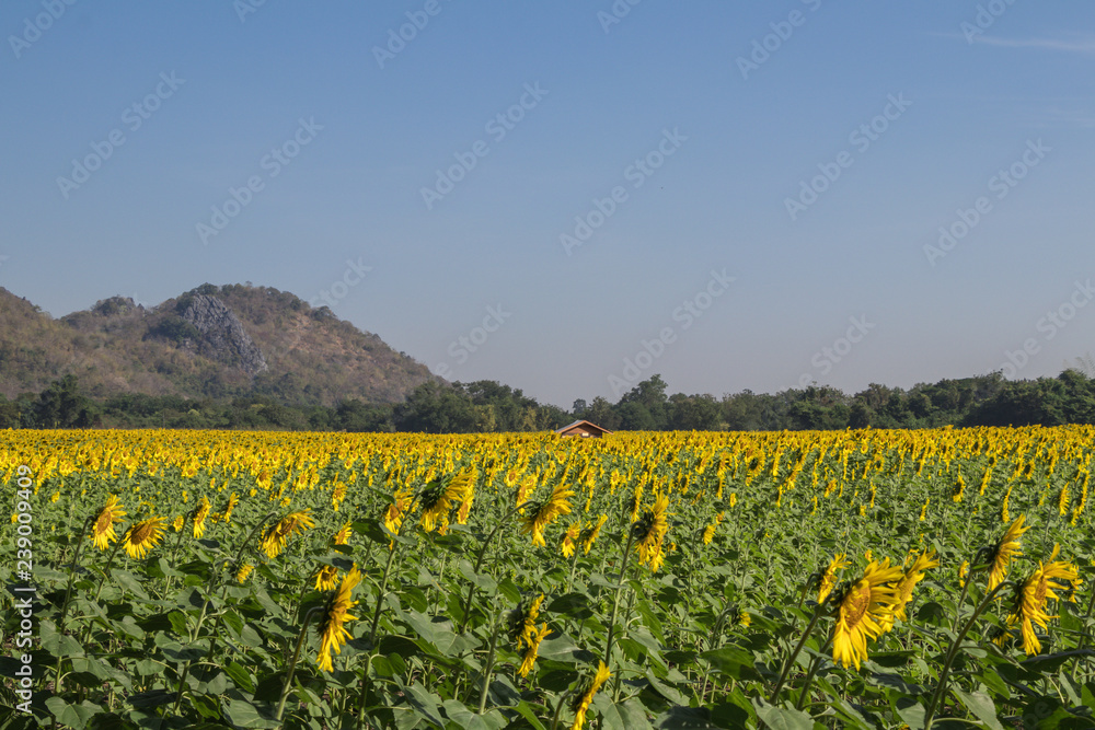 Sun flower and blue sky  with white cloud background.A yellow flower in fields.Beautiful sun flowers field and mountain background.