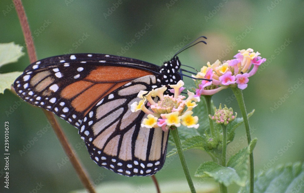 Obraz premium Majestic Monarch