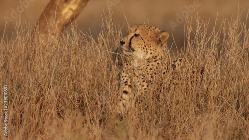 Cheetah, Acinonyx jubatus observing savanna against blurred trees in background. Typical african reddish environment, KwaZulu Natal, South Africa.   