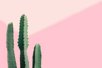 Green cactus on a pastel pink background with copy space