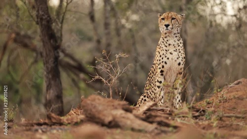 Cheetah, Acinonyx jubatus sitting in front of the trees and  observing savanna against blurred trees in background. Typical african reddish environment, KwaZulu Natal, South Africa.   