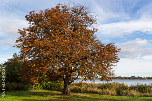 herbstlicher Kastanienbaum am Schilfgras Ufer von Stege Nor