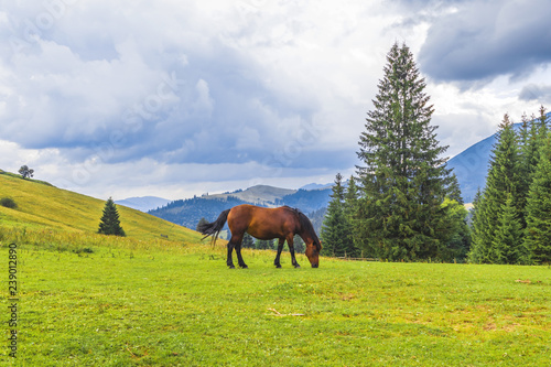 Beautiful red horse grazes in a meadow among the mountains  © Frank Parker