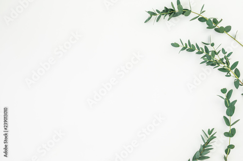 Frame made of eucalyptus branches on white background. Flat lay, top view