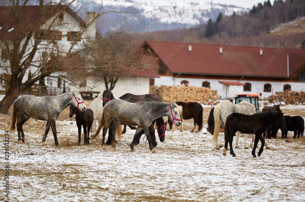 Obraz premium Herd of horses at the farm