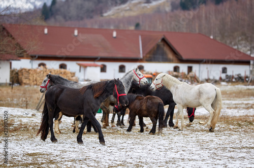 Herd of horses at the farm