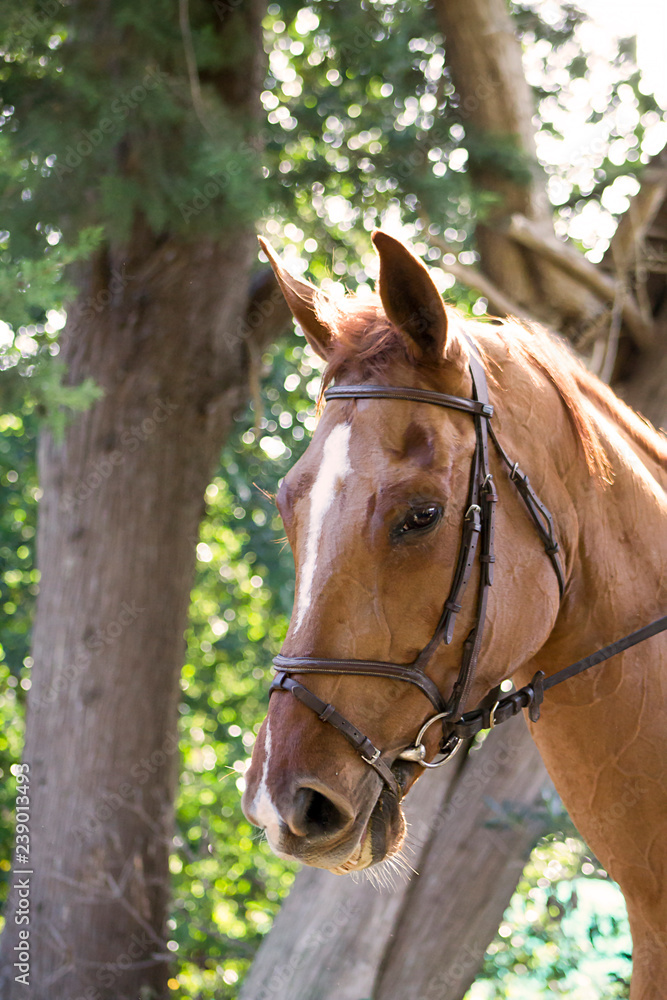 Fototapeta premium Cavallo