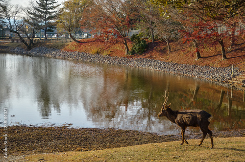 deer in the forest