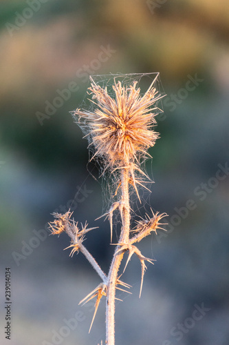 Nahaufnahme einer Distel mit unscharfem Hintergrund