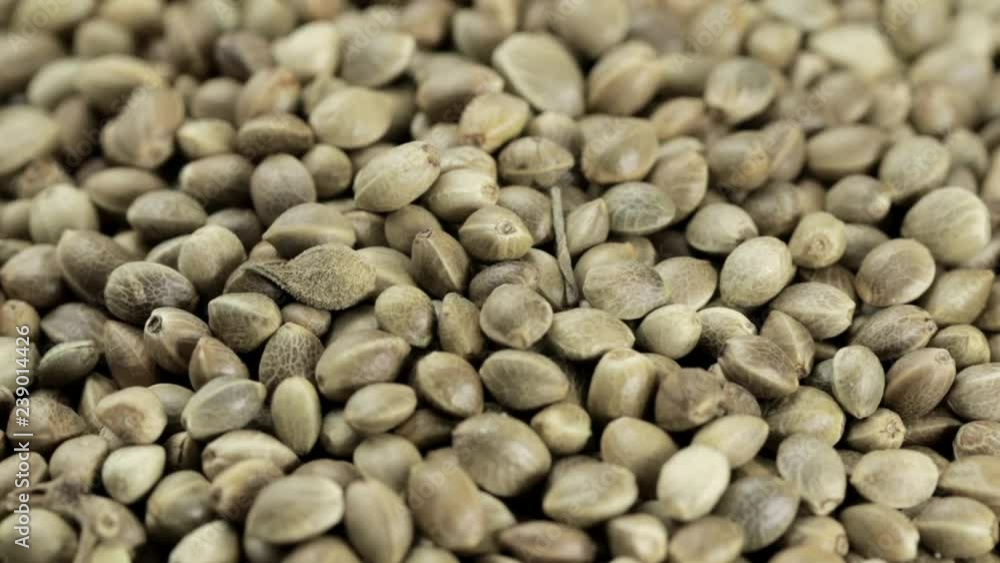 Cannabis sativa seeds with white background Cannabis sativa seeds with white background