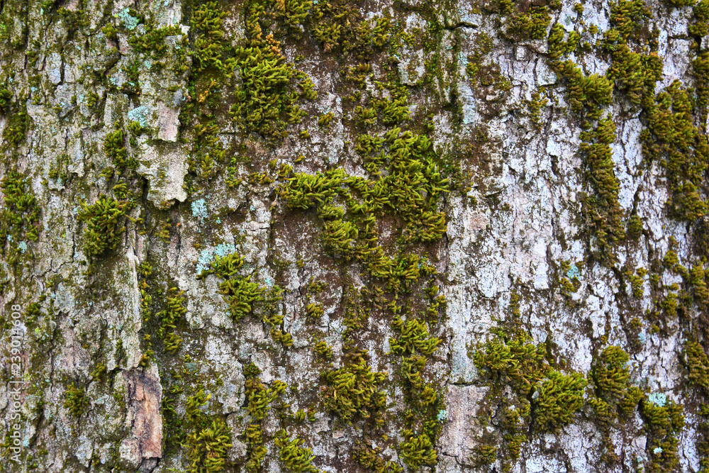 Fototapeta premium Nature Soul Impression