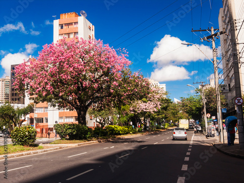 Tree with pink flowers in avenue of the city of Belo Horizonte