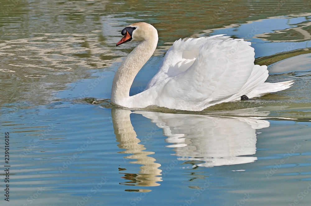 Fototapeta premium Closeup mute swan (Cygnus olor) swimming on water