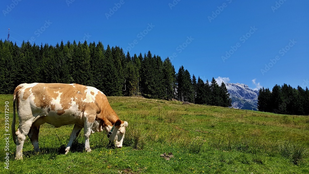 Cow on pasture, Austria