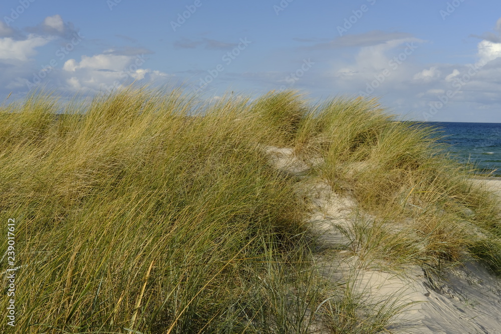 .DŸnen und DŸnenschutzwald an der Ostsee, Ostseebad Prerow, Nationalpark Vorpommersche Boddenlandschaft, Mecklenburg Vorpommern, Deutschland.. .DŸnen und DŸnenschutzwald an der Ostsee, Ostseebad Prerow, Nationalpark Vorpommersche Boddenlandschaft, Mecklenburg Vorpommern, Deutschland..