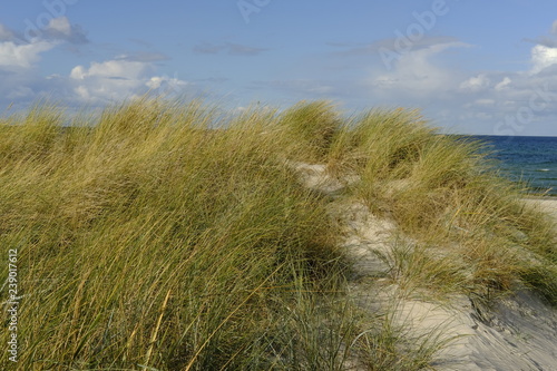 .D  nen und D  nenschutzwald an der Ostsee  Ostseebad Prerow  Nationalpark Vorpommersche Boddenlandschaft  Mecklenburg Vorpommern  Deutschland..