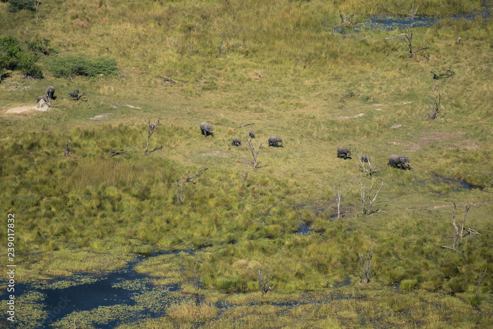 Elephants in the Okavango Delta shot while doing a scenic flight Elephants in the Okavango Delta shot while doing a scenic flight