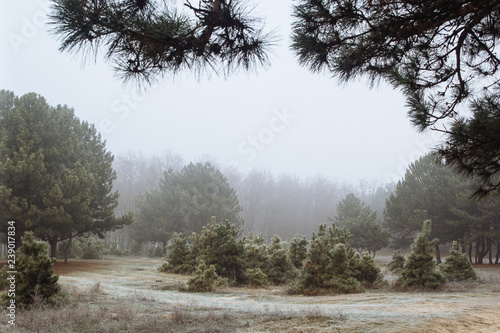 meadow with pine trees in the forest