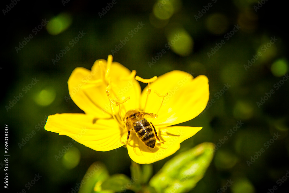 Bee sitting on yellow wild flower closeup Bee sitting on yellow wild flower closeup