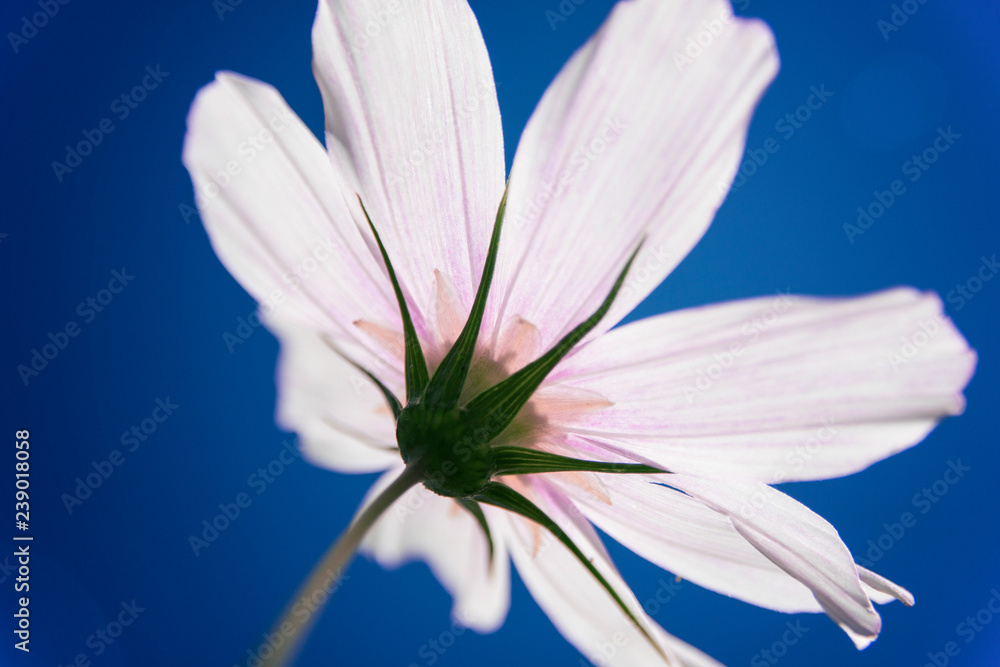 Pinkish flower closeup isolated on the background of clear blue sky.
