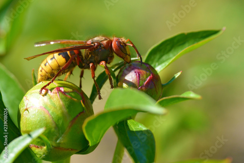 Closeup European hornet (Vespa crabro) on bud of peony flower seen from profile