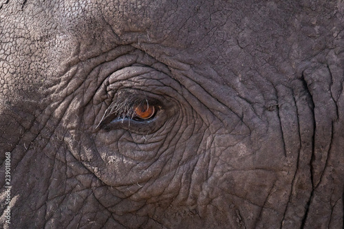 Canvas Print Close up of an elephants eye