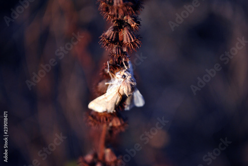 The fall webworm (Hyphantria cunea) white moth sitting on dry Agrimonia eupatoria, soft dark brown blurry grass background, top view © ArtoPhotoDesigno