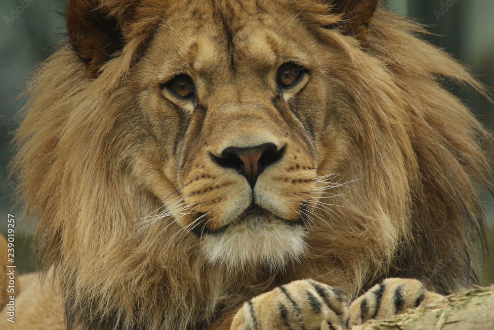 Male of the Barbary lion in portrait picture. Critically endangered kind of a large cat that is extinct in the wild.