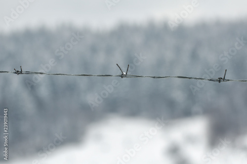 Barbed wire on the background of snow and coniferous forest