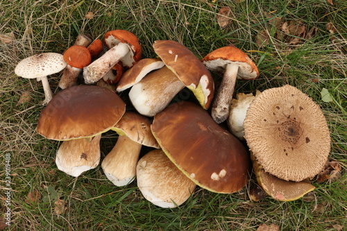 Mushroom hunting, mushrooming, mushroom picking or mushroom foraging-the activity of gathering mushrooms in the wild, mainly for food. This practice is popular in several countries, espetially Europe.