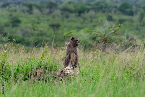 Chacma baboon sitting on rock in grassland