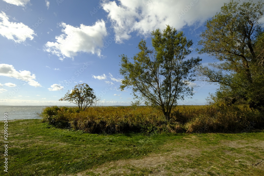 Obraz premium Am Saaler Bodden bei Wustrow, Halbinsel Fischland, Mecklenburg-Vorpommern, Deutschland
