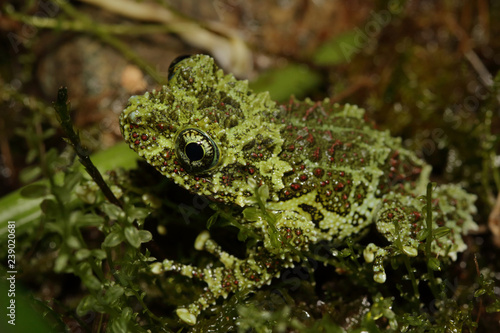 Vietnamese mossy frog on a close up picture. A rare tropical amphibian in its natural habitat showing typical camouflage color.