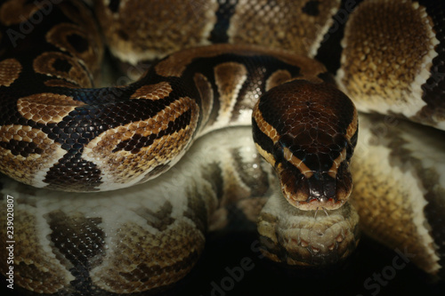 Ball python on a close up picture with a black background and a mirror effect. A common reptile which has nice color, comes from Africa and is often bred in captivity as a pet.