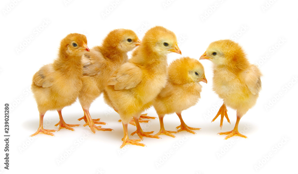 cute little newborn chickens cute little newborn chickens